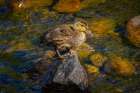 USA-Colorado-Fort Collins Mallard duckling on rock in stream Art Print